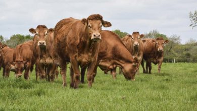 Photo of Les Français confinés demandent de la viande nationale