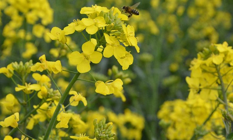 Photo of Agriculteurs et apiculteurs à l’écoute des abeilles