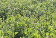 Photo of Le méteil riche en protéagineux