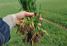 Photo of Orge : Piloter la fertilisation dès maintenant