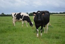 Photo of Réduire le lait en baissant les coûts