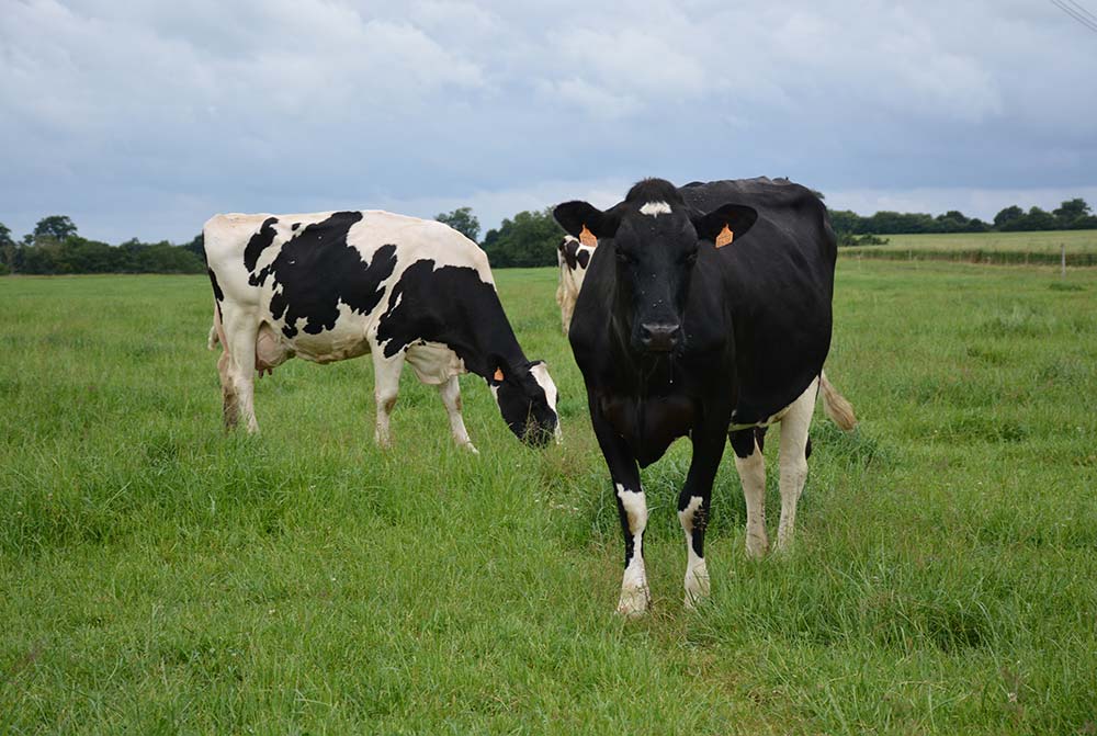  - Illustration Réduire le lait en baissant les coûts