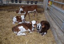 Photo of Lait : D’autres voies pour limiter la production