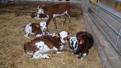 Photo of Lait : D’autres voies pour limiter la production