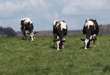 Photo of Démarrer l’herbe en douceur