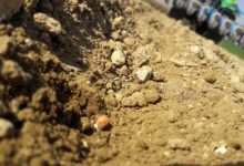 Photo of Betterave : S’inspirer de la cousine sucrière pour les semis