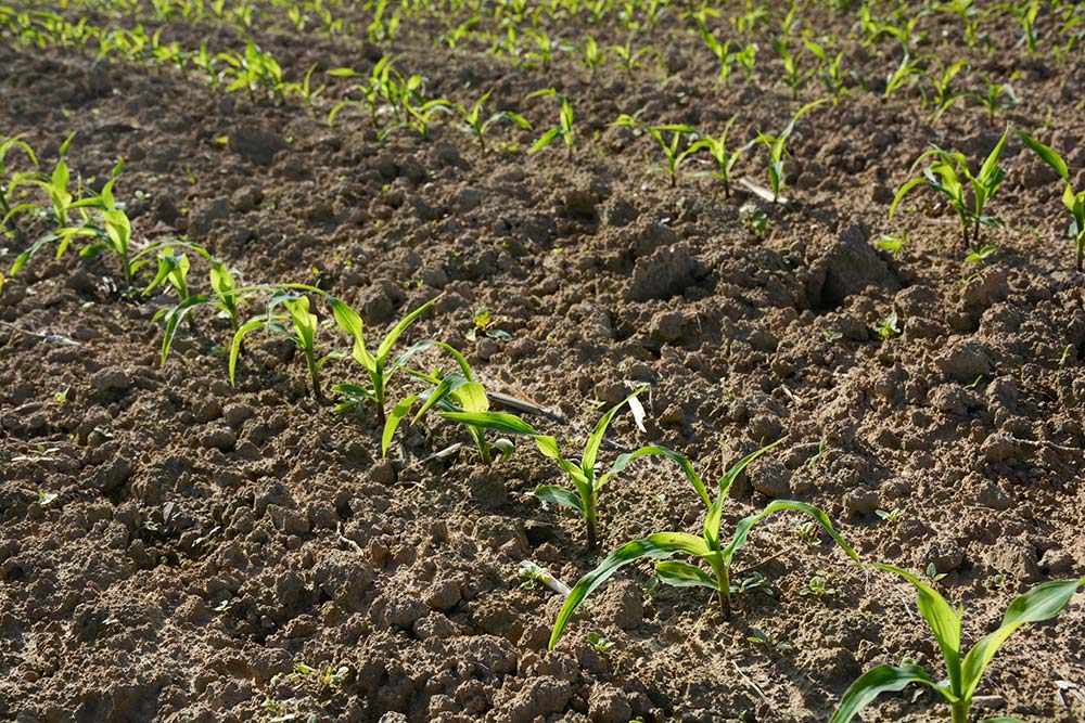  - Illustration Grains et pétrole, les liaisons dangereuses
