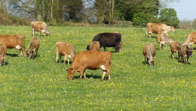Photo of La pousse de l’herbe repart après trois semaines de vent d’est