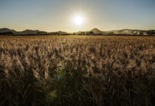 Photo of Le dossier Pac 2020 est à déposer avant le 15 mai