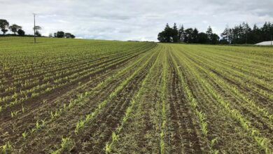 Photo of Brouiller les pistes des ravageurs