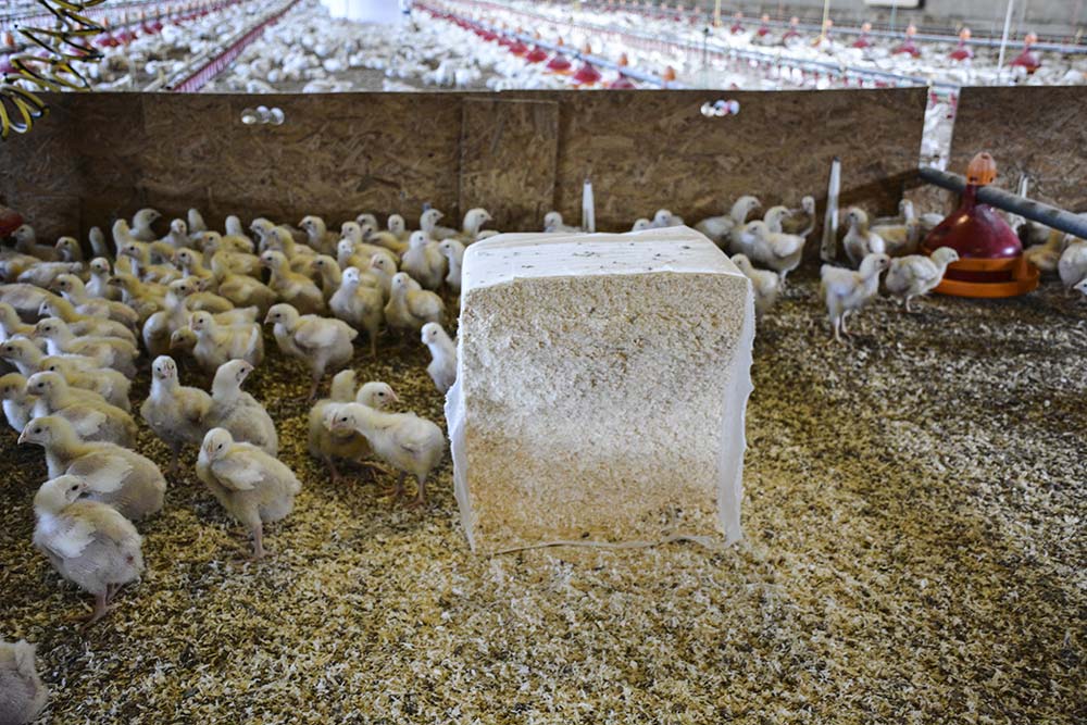  - Illustration Aviculture : Les copeaux commencent à manquer