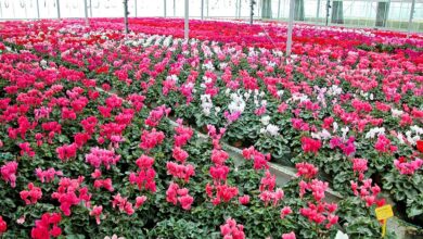 Photo of L’horticulture, sans chiffre d’affaires depuis 8 semaines