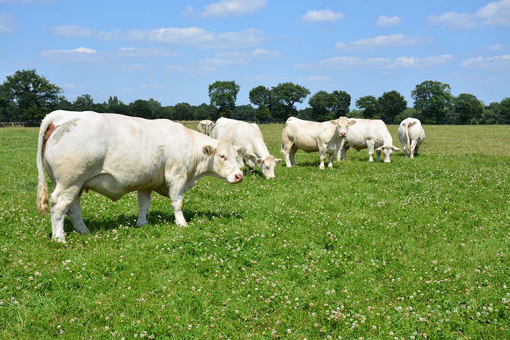  - Illustration La filière bovine dans la tourmente
