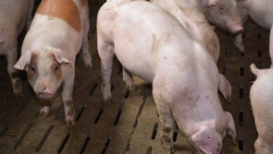 Photo of Le cours du porc sous pression