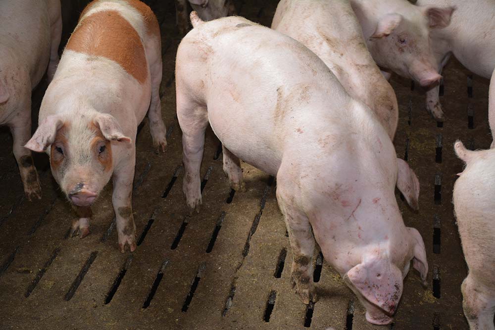  - Illustration Le cours du porc sous pression