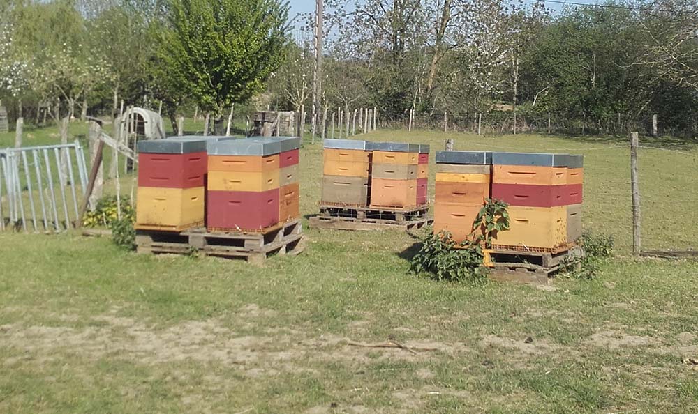  - Illustration Apiculture : Un début de saison qui semble prometteur