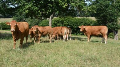 Photo of « Relocaliser notre agriculture »