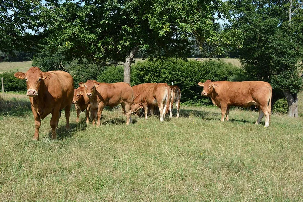  - Illustration « Relocaliser notre agriculture »