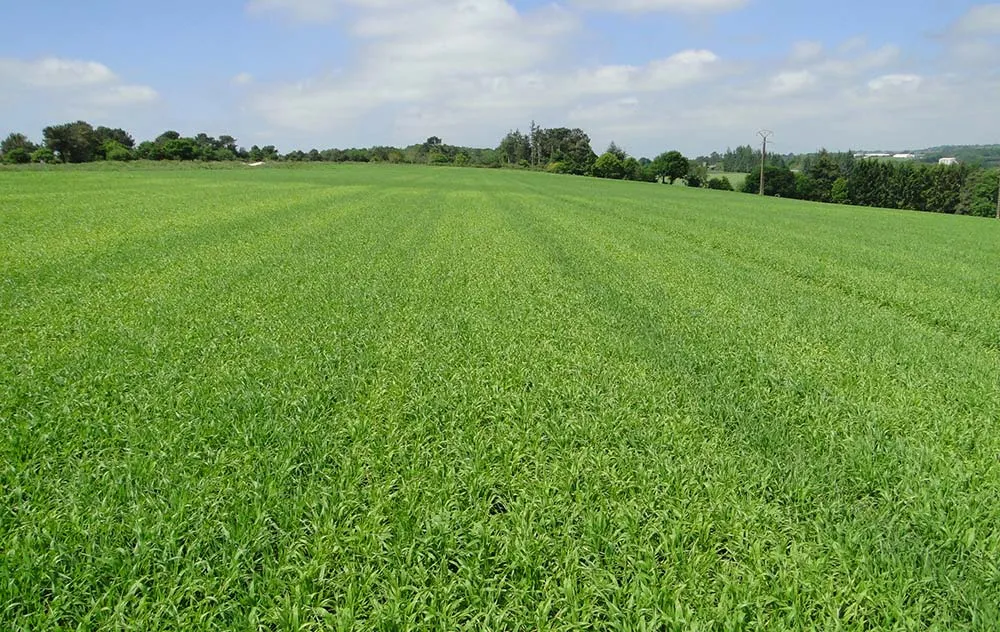  - Illustration Carence en manganèse sur orge