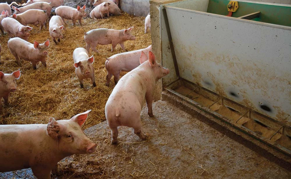  - Illustration Viande de porc : Les nombreuses allégations représentent peu de volume