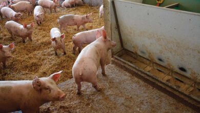 Photo of Viande de porc : Les nombreuses allégations représentent peu de volume