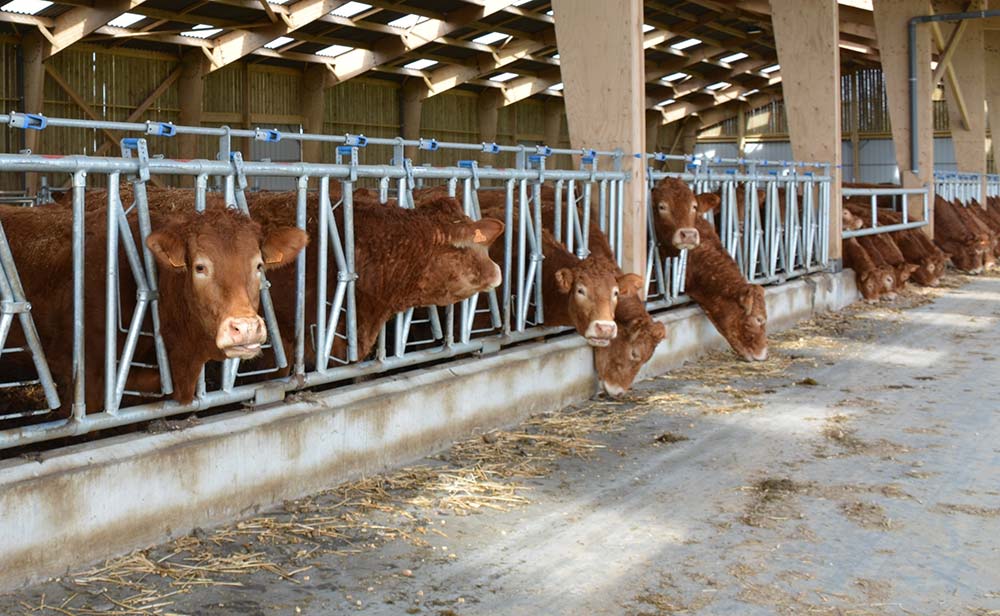  - Illustration En viande bovine, un temps de travail très variable selon les exploitations