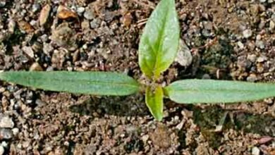 Photo of Légume industrie : Des adventices et des pucerons