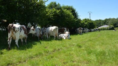 Photo of Lancement d’un inventaire du bocage
