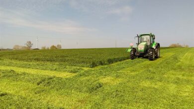 Photo of Plus 100 kg de MAT/ha avec la fauche précoce