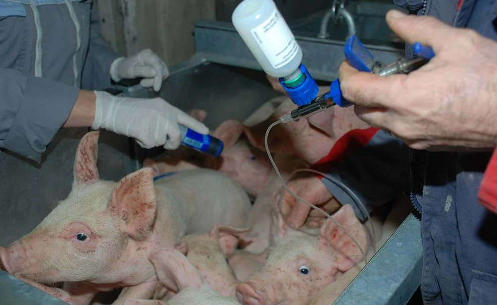  - Illustration Un vaccin injectable contre l’iléite porcine