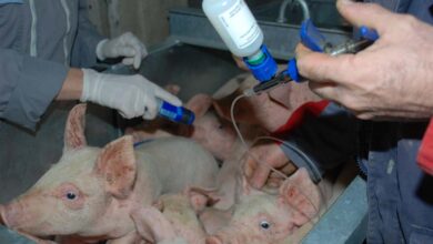 Photo of Un vaccin injectable contre l’iléite porcine