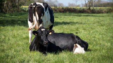 Photo of Le lait restera un élément majeur de l’alimentation humaine