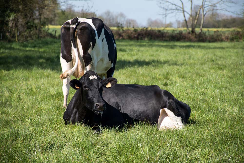  - Illustration Le lait restera un élément majeur de l’alimentation humaine