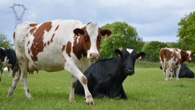 Photo of Alimentation : 70% des protéines sont d’origine animale