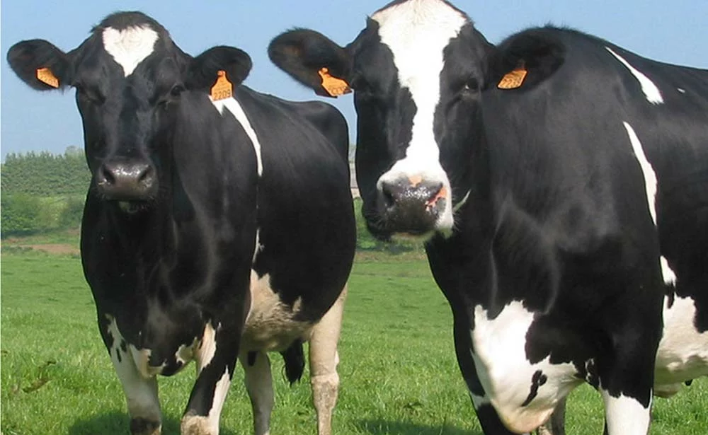  - Illustration Production laitière : des revenus stables au 1er trimestre 2020