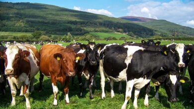Photo of Filière laitière irlandaise : des transformateurs habitués à collaborer
