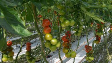 Photo of Des tomates Solarenn de plus en plus « vertes »