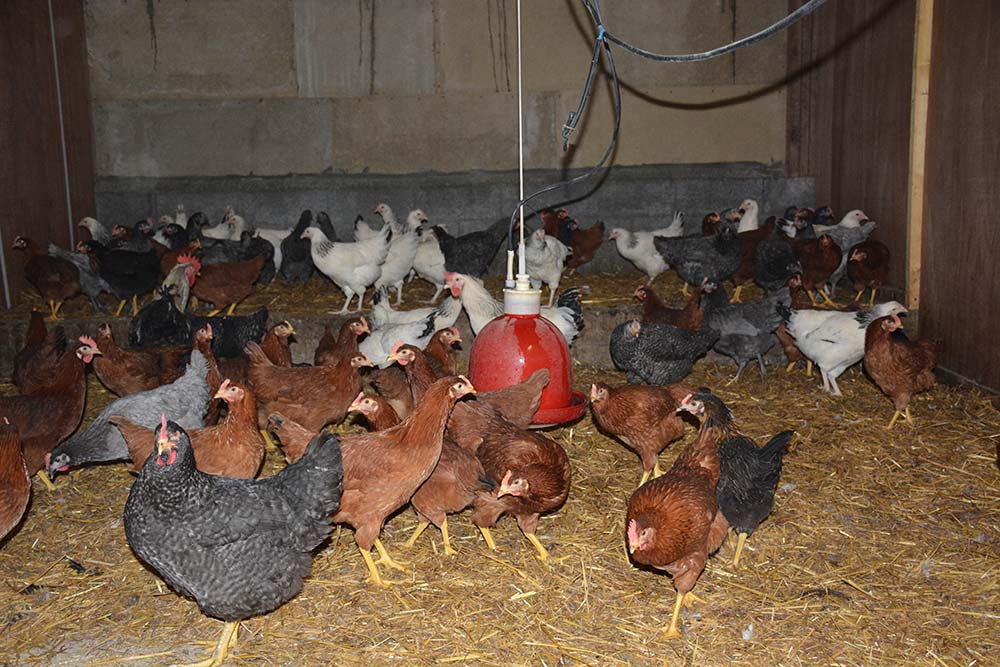 Le succès des volailles démarrées  Journal Paysan Breton