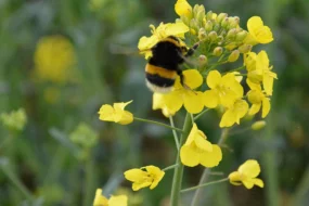 colza abeille bourdon