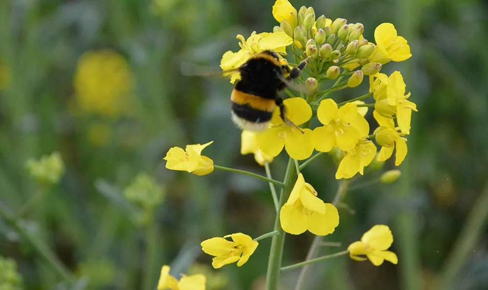 colza abeille bourdon - Illustration Colza : Les variétés recommandées pour la campagne 2020