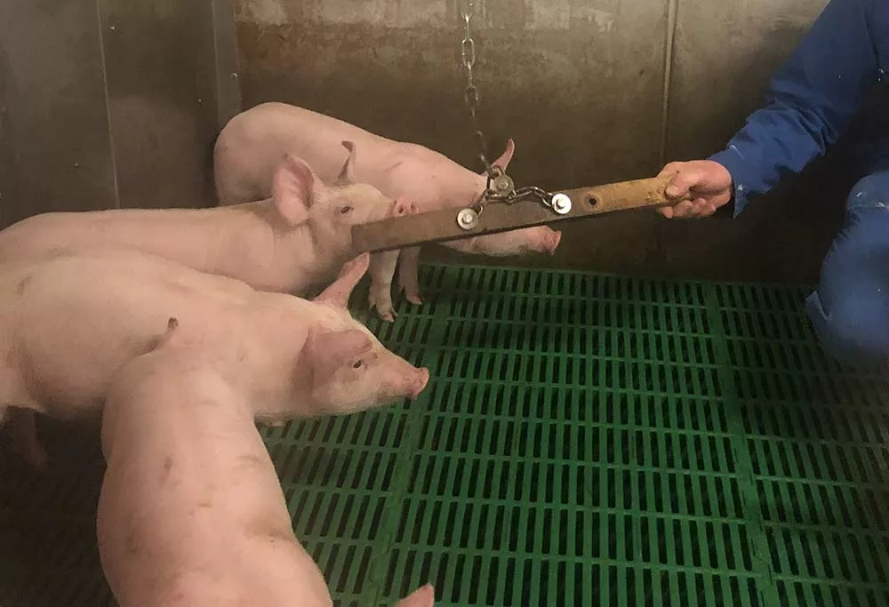  - Illustration Des matériaux attractifs pour les porcs à tous les stades