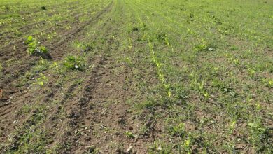 Photo of Maïs : Les plantes-appâts efficaces contre les corvidés ?