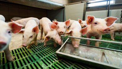 Photo of Aide aux investissements de biosécurité en porc