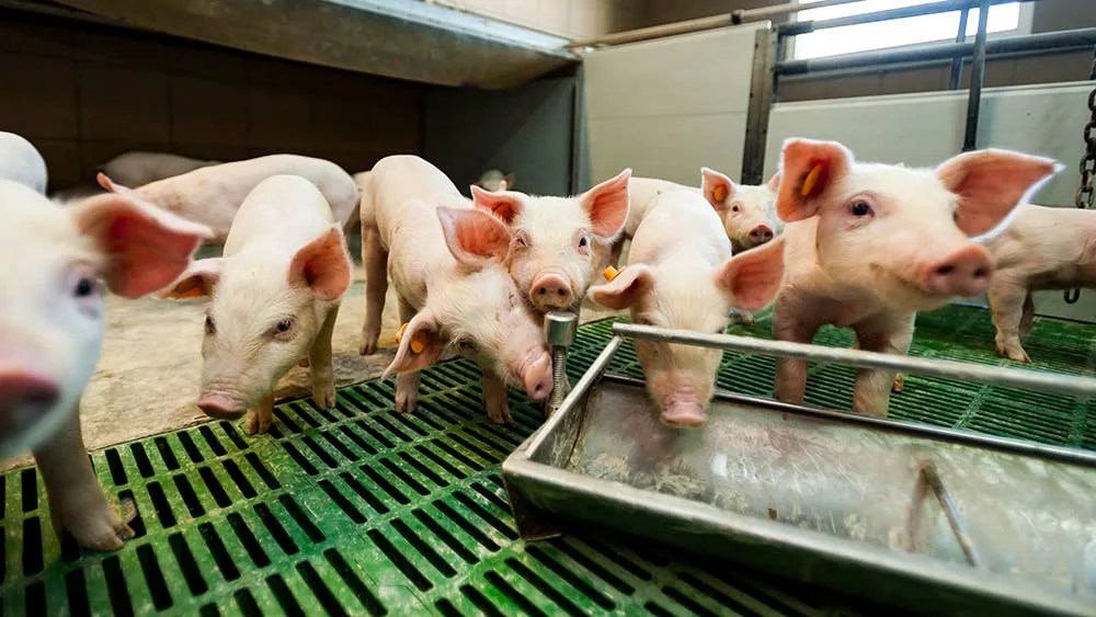  - Illustration Aide aux investissements de biosécurité en porc