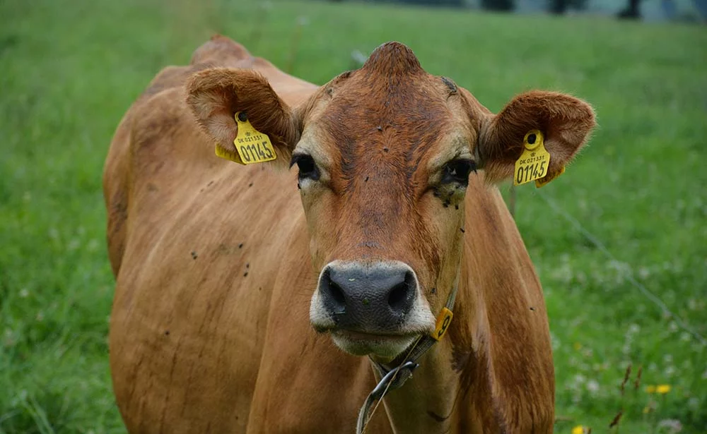  - Illustration Réforme de laitières nées à l’étranger : Des vaches « échangées » indésirables