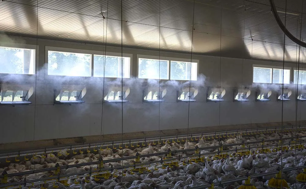  - Illustration Aviculture : Anticiper les coups de chaleur