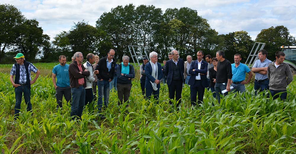  - Illustration Les agriculteurs excédés par les dégâts de choucas