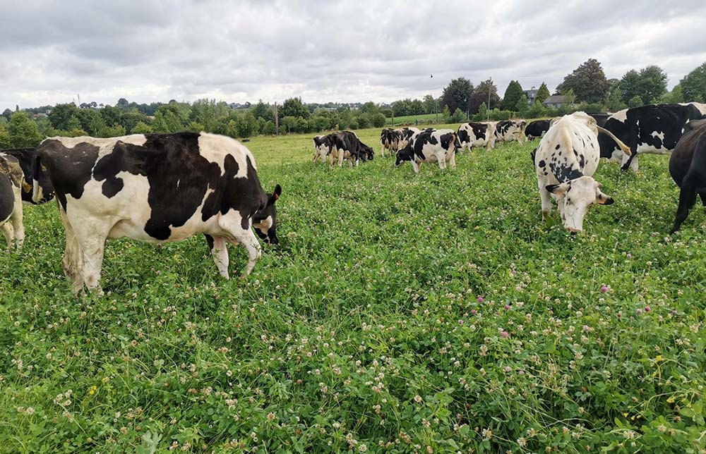 5479.hr - Illustration « Savoir renouveler ses prairies au bon moment »