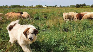 Photo of Le chien de protection mérite réflexion