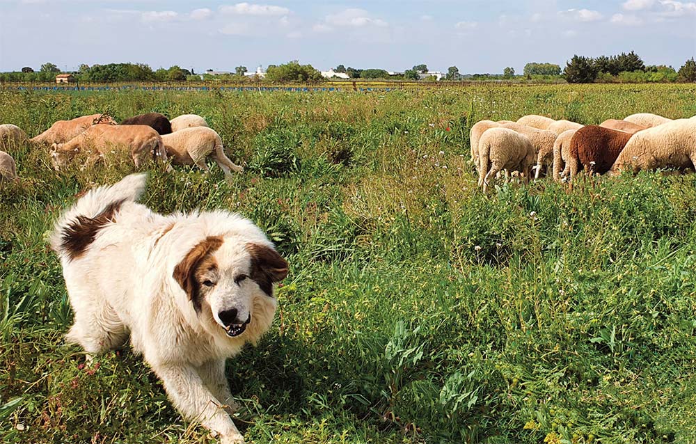  - Illustration Le chien de protection mérite réflexion